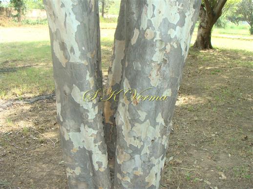  Bark
